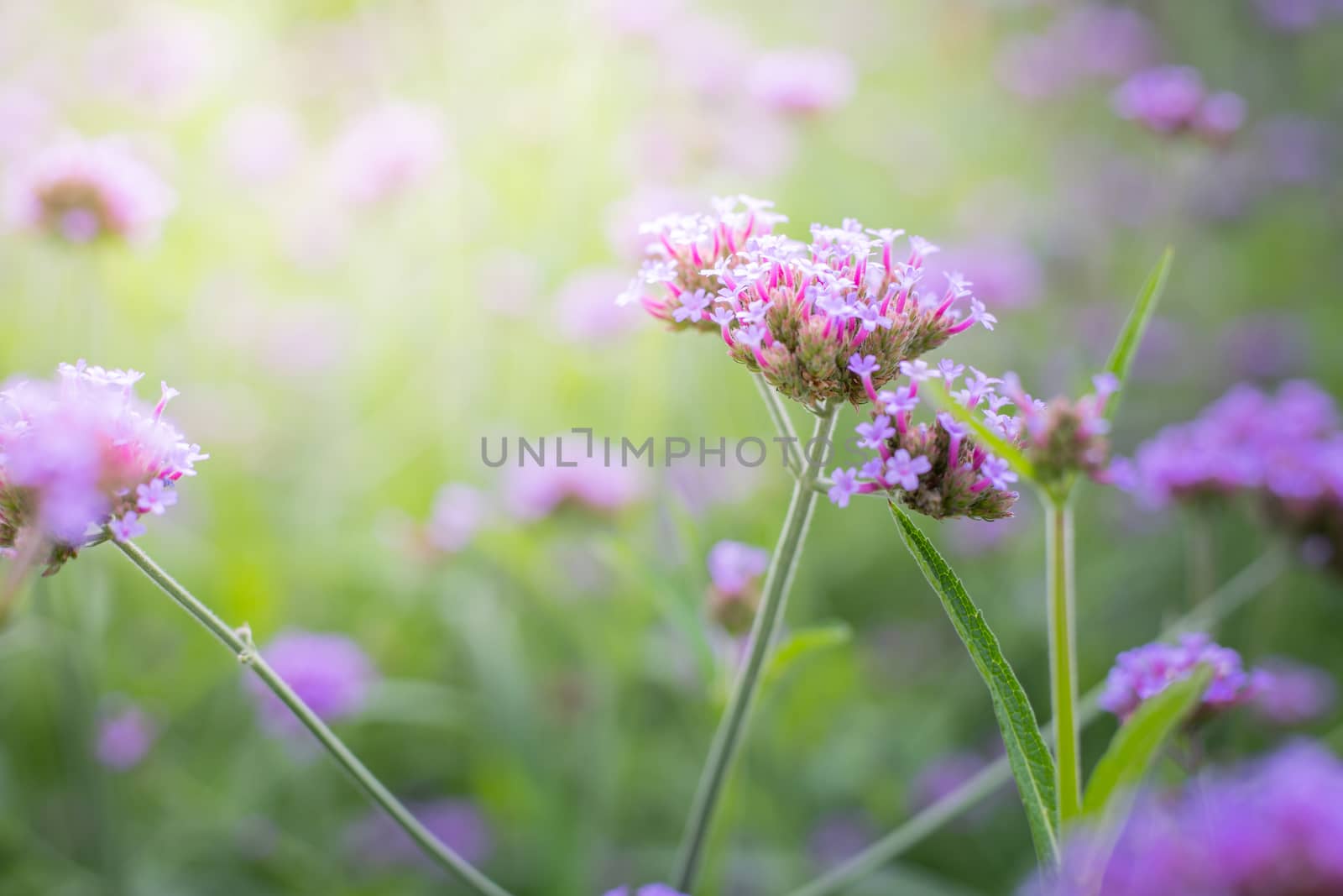 The background image of the colorful flowers by teerawit