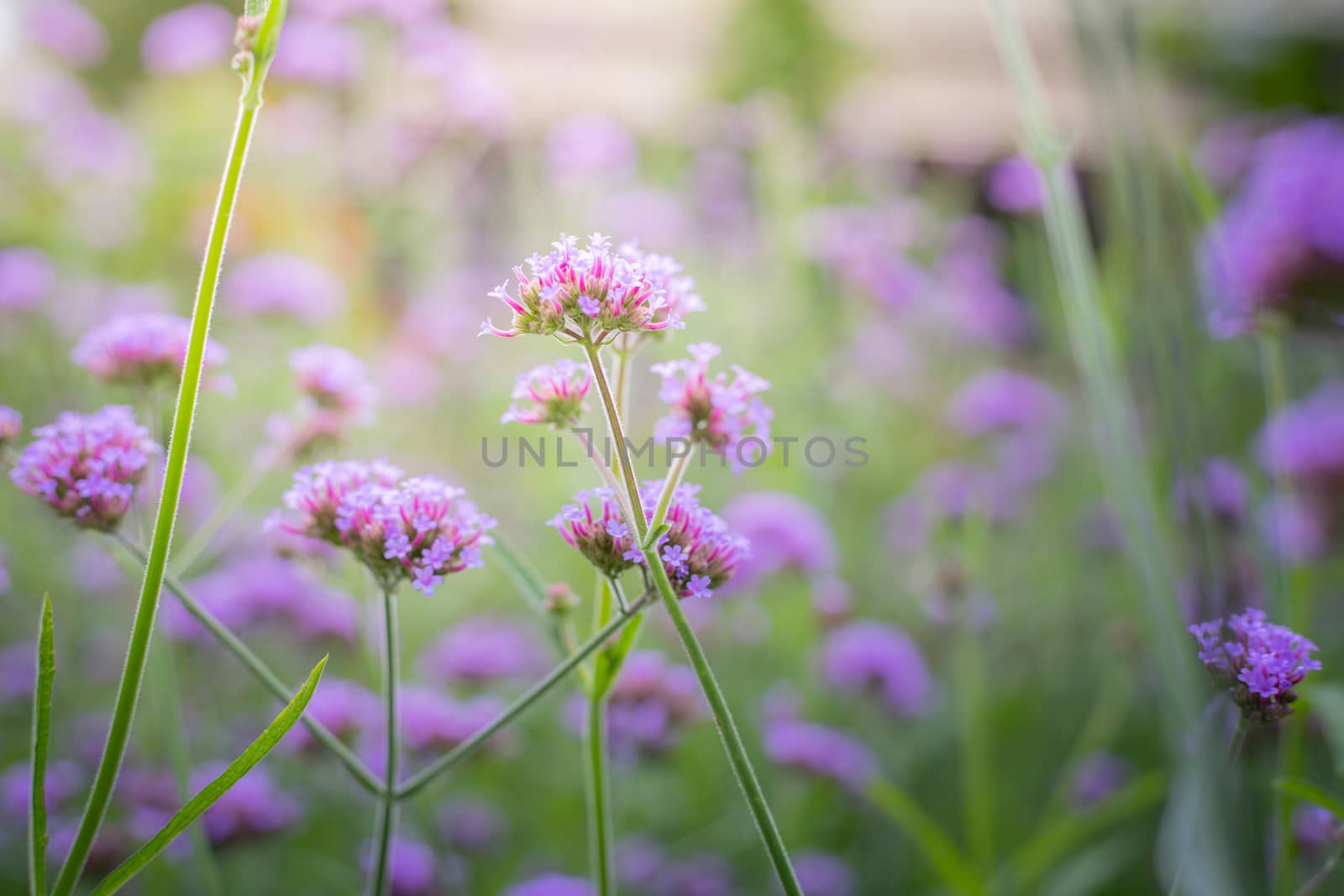 The background image of the colorful flowers, background nature