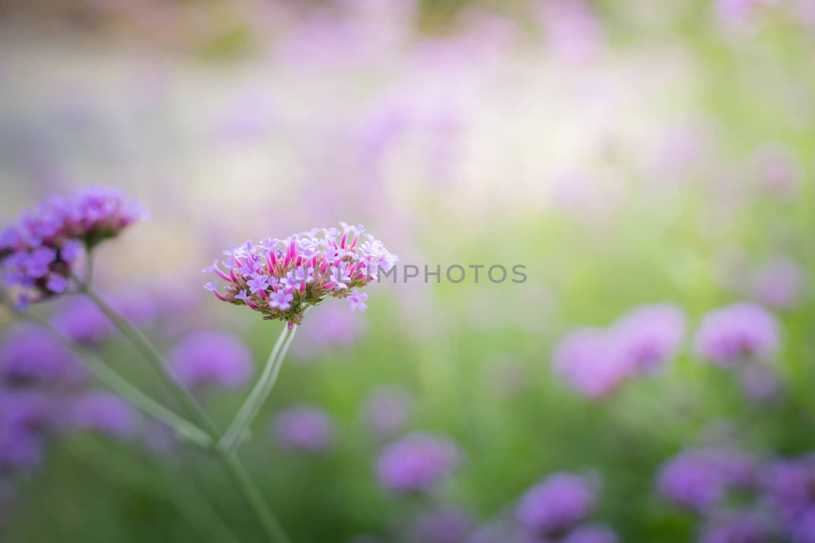 The background image of the colorful flowers by teerawit