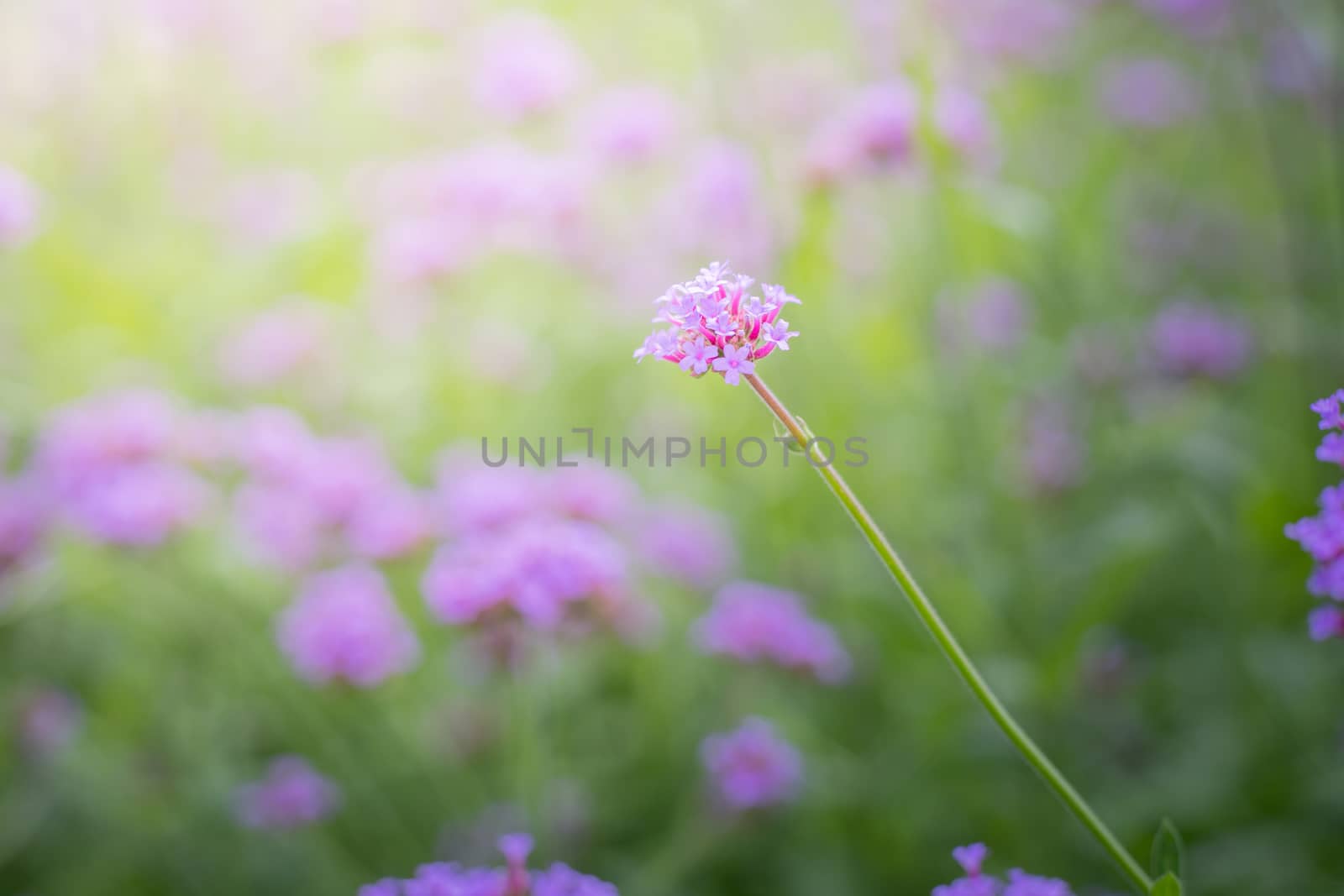 The background image of the colorful flowers, background nature