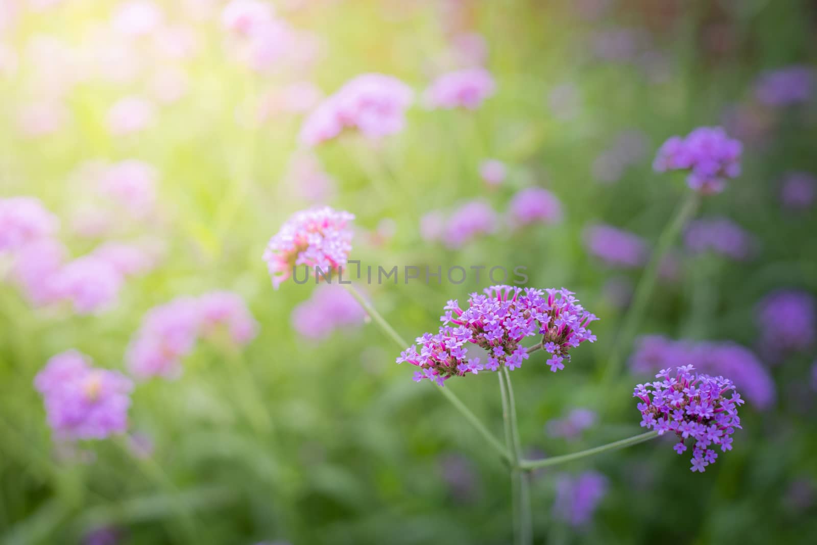 The background image of the colorful flowers, background nature