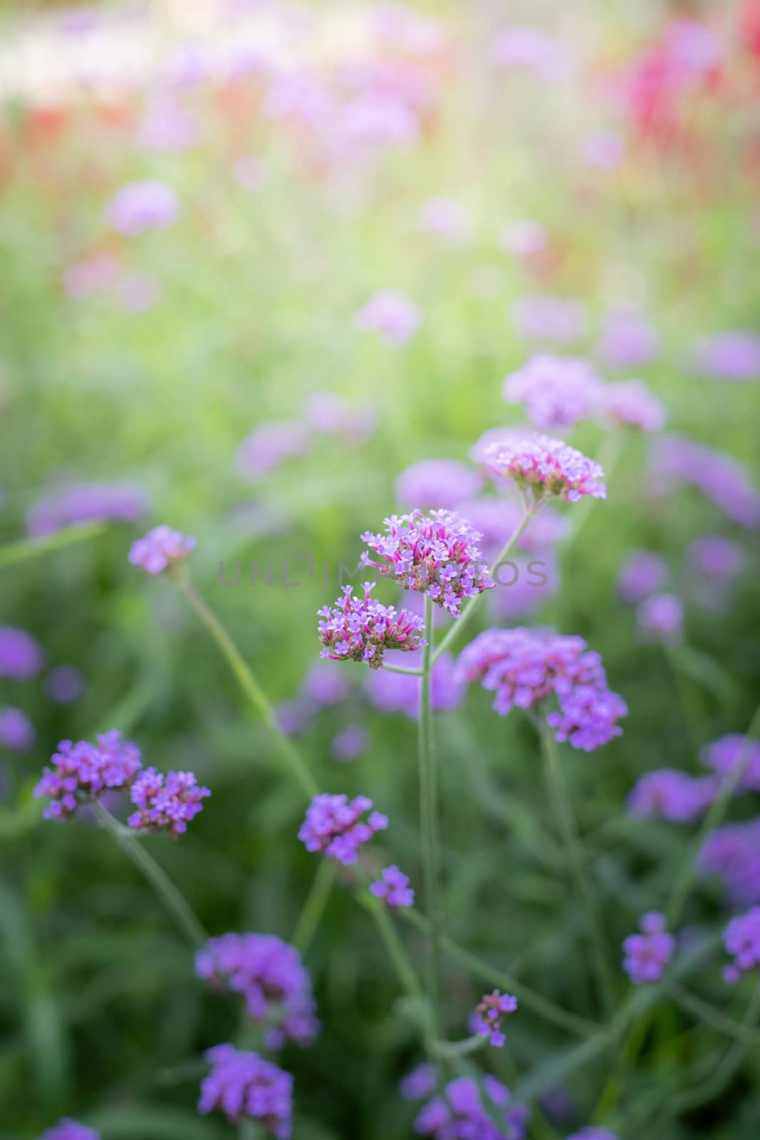 The background image of the colorful flowers by teerawit