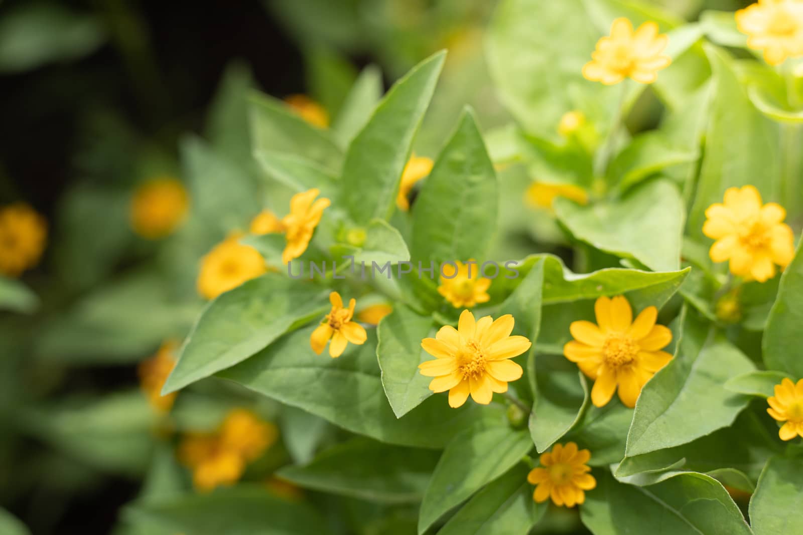 The background image of the colorful flowers by teerawit