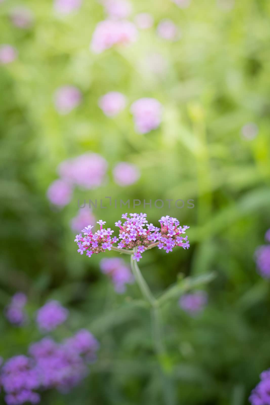 The background image of the colorful flowers, background nature