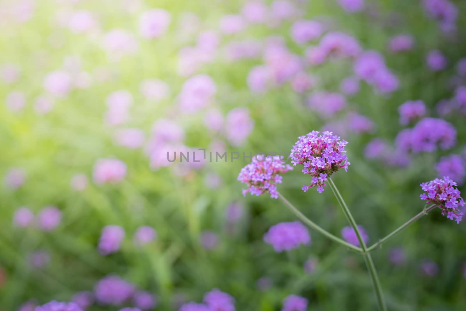 The background image of the colorful flowers, background nature