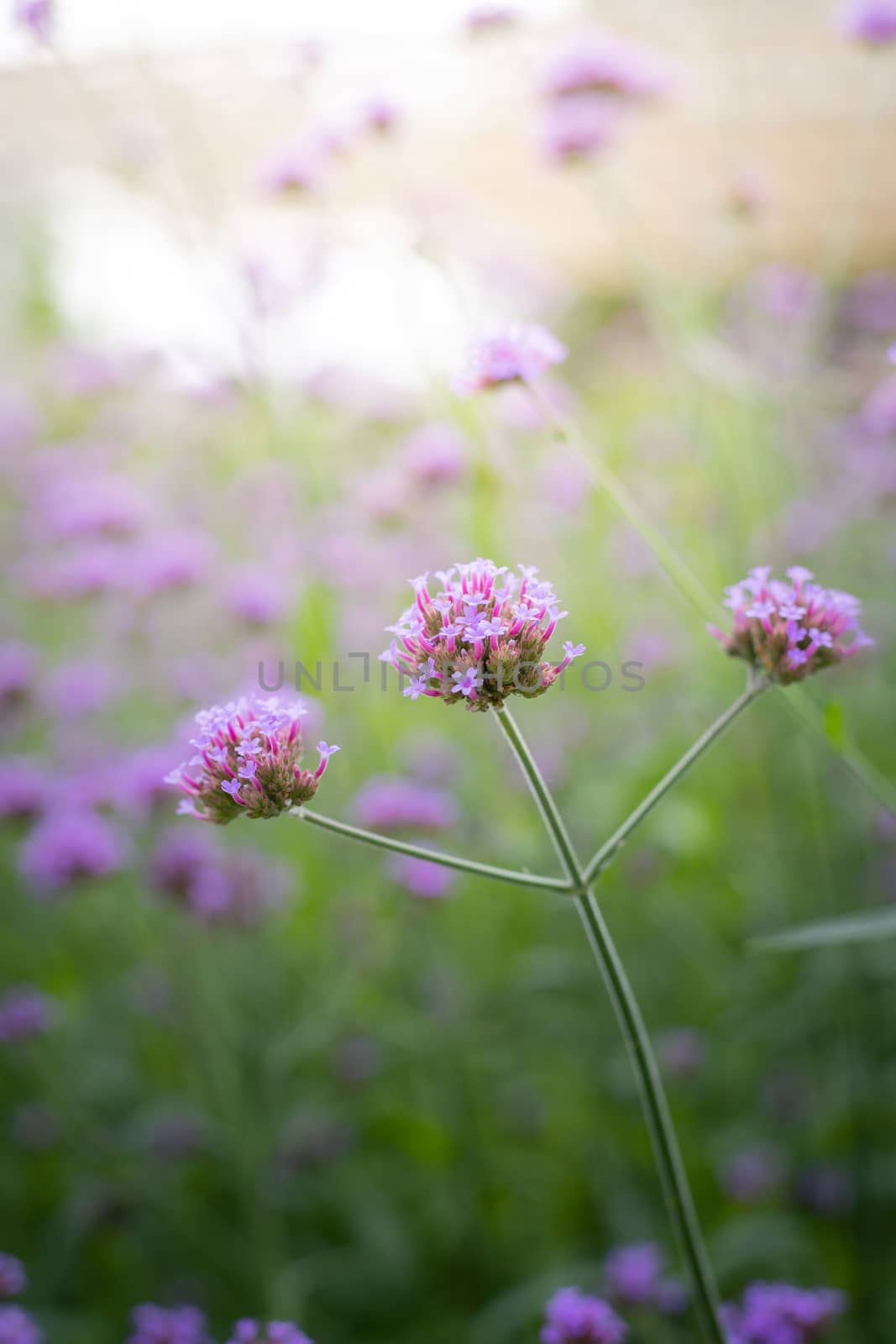 The background image of the colorful flowers by teerawit