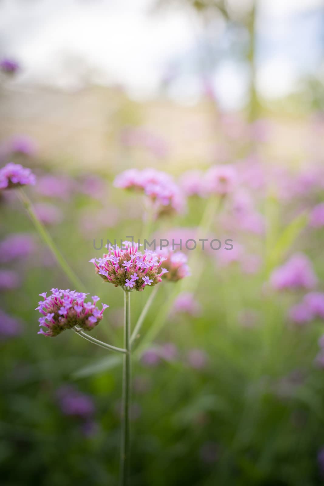 The background image of the colorful flowers by teerawit