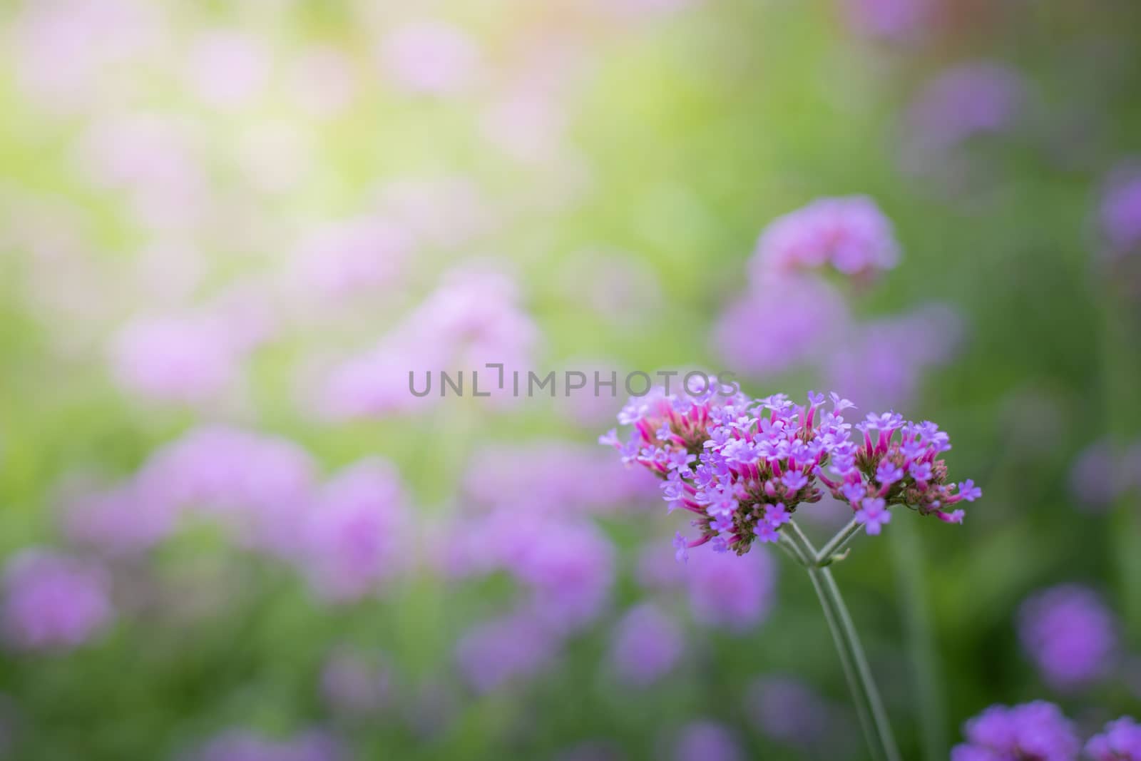 The background image of the colorful flowers, background nature