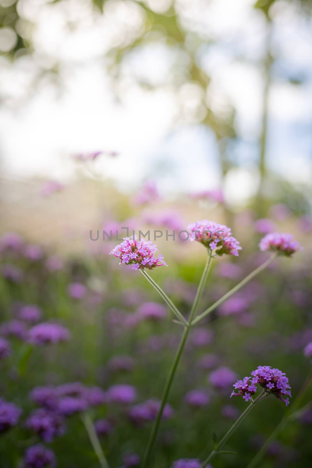 The background image of the colorful flowers by teerawit