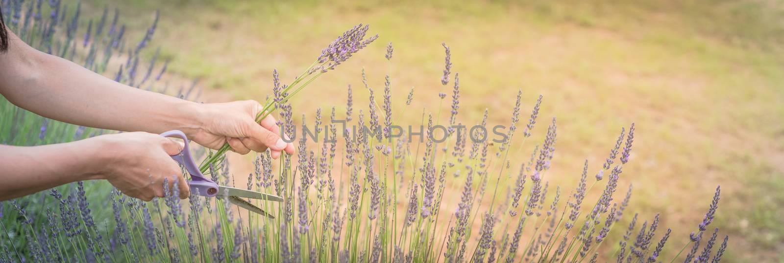 Panoramic view Asian hand harvesting full blossom flower at lavender field by trongnguyen