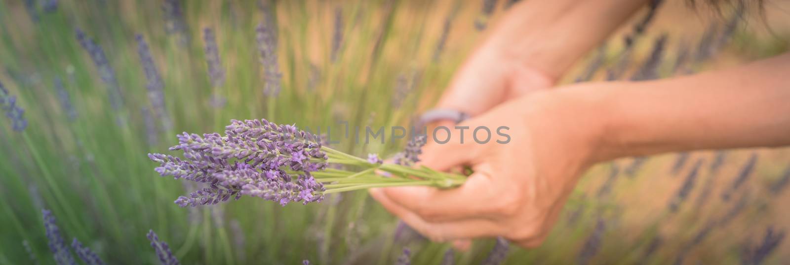 Panorama view close-up hand of Asian lady is cutting lavender at local farm in Gainesville, Texas, America. Hand harvesting blooming flower