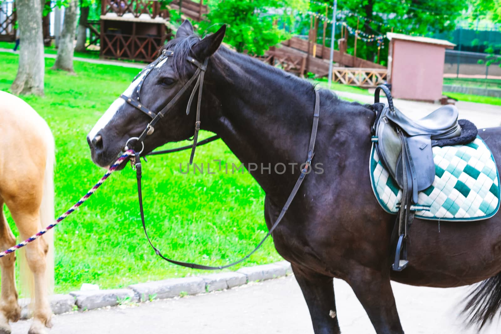 Horses saddled for leisurely riding in the Park by alexandr_sorokin