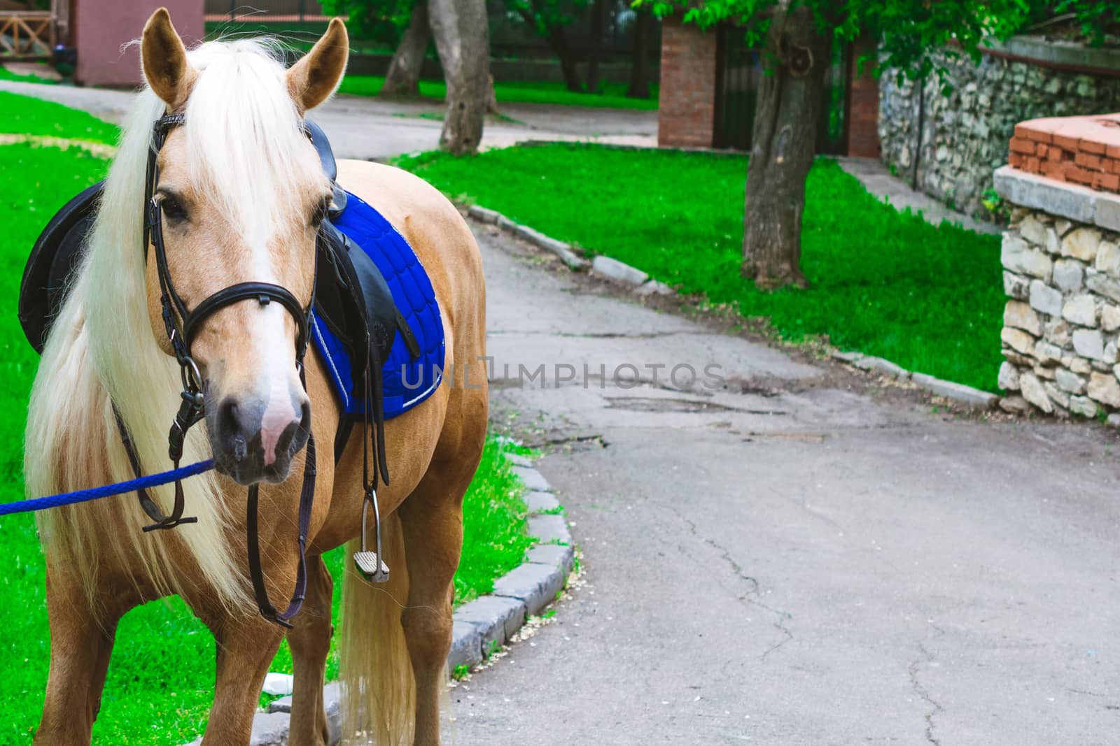 Horses saddled for leisurely riding in the Park by alexandr_sorokin
