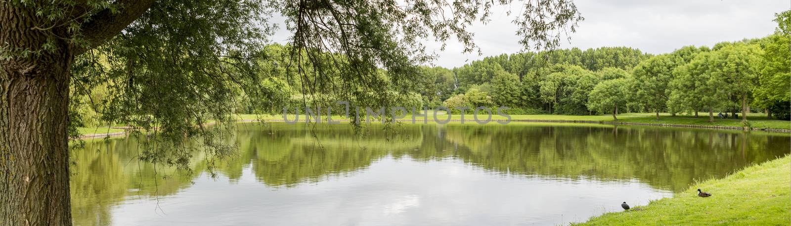 big garden in a park in holland with green trees and small pond 