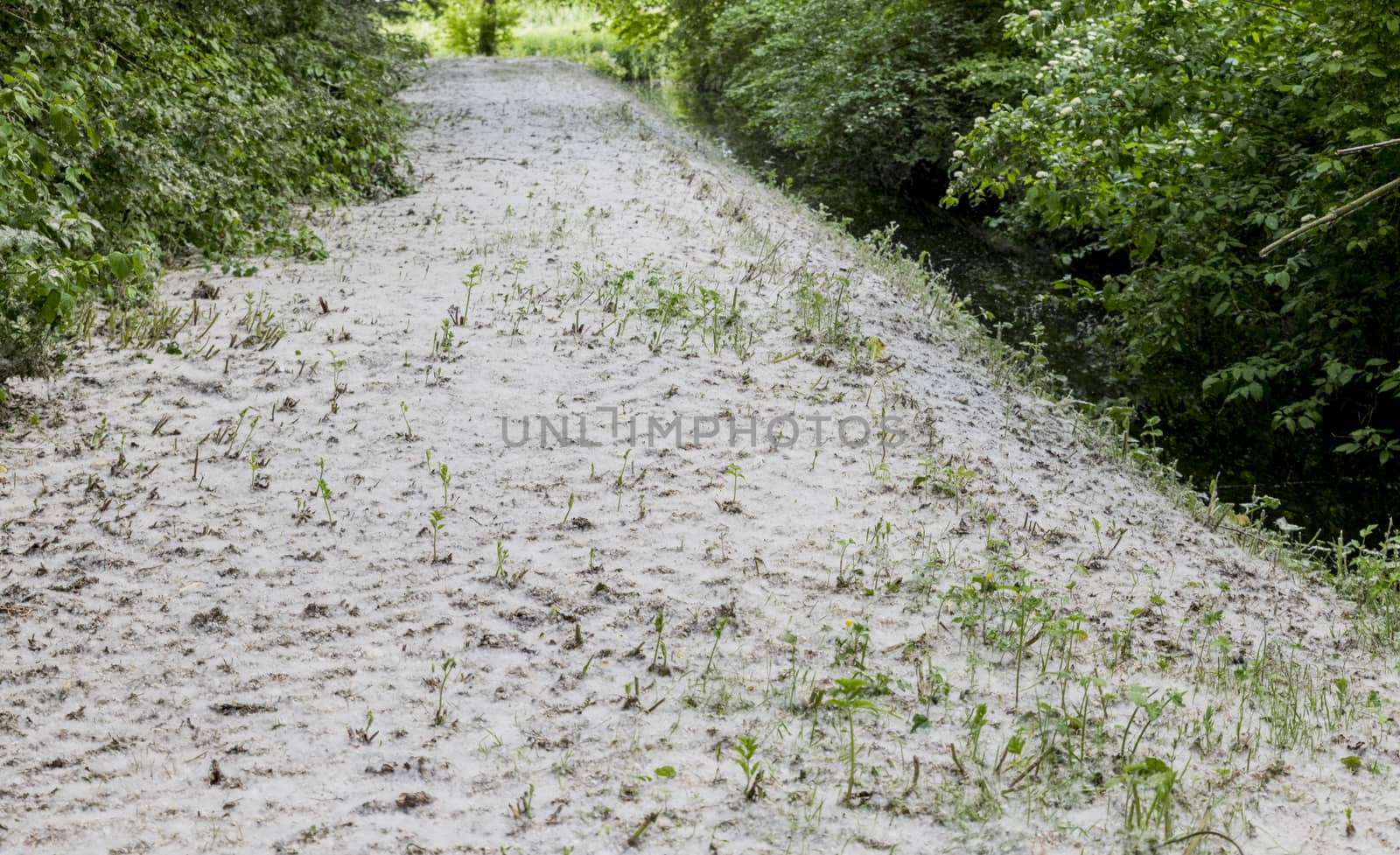 forest full of fluff and seeds of the poplar with the risk of hay fever