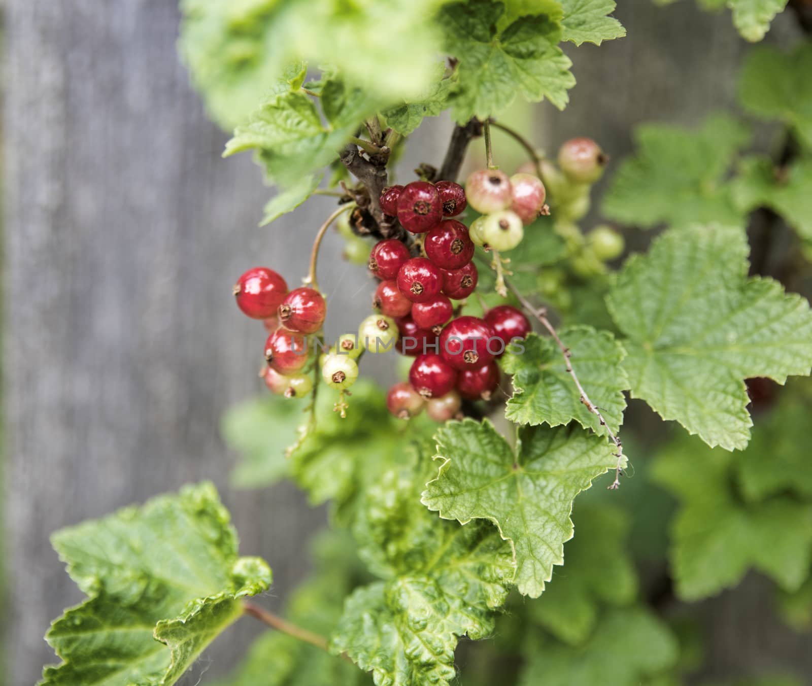 red currant berries in nature in a garden