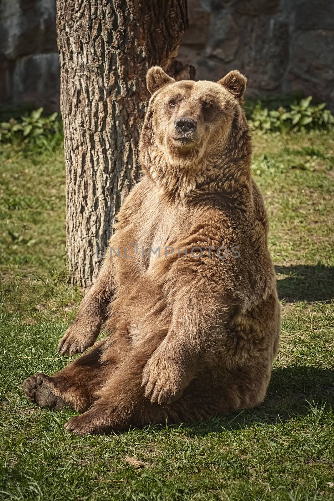Brown bear resting on the green lawn