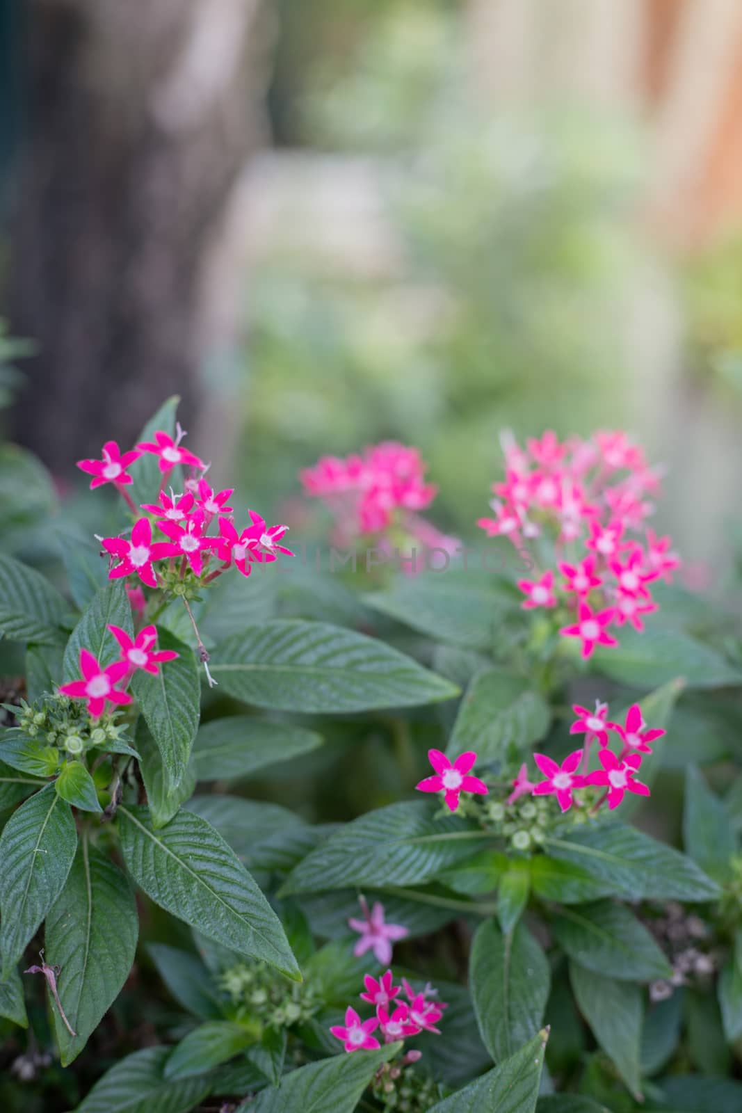 The background image of the colorful flowers by teerawit