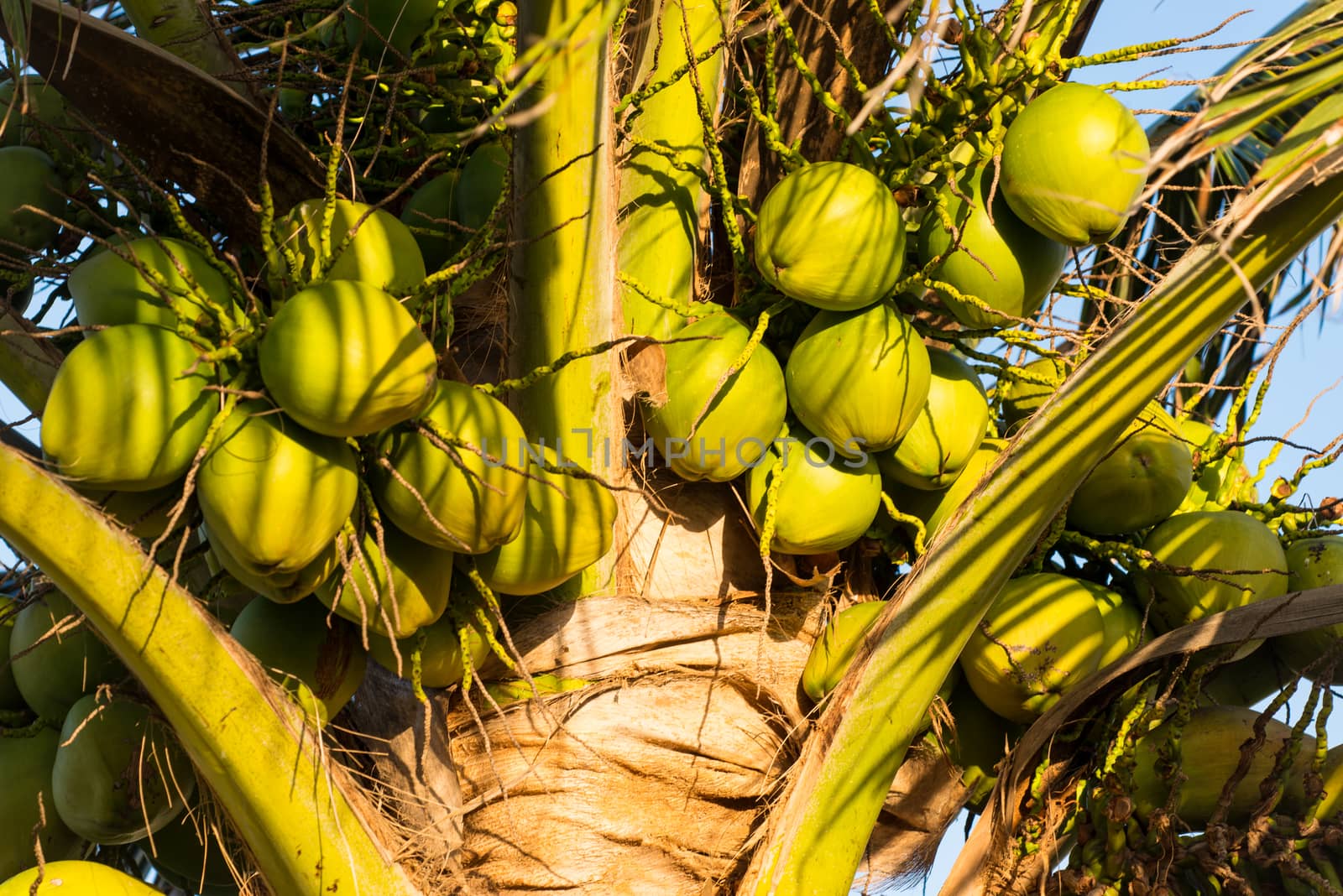 Coconut Cluster on Coconut Palm Tree by viscorp