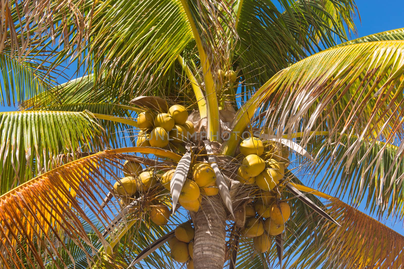 Fresh coconut on the tree, coconut cluster on coconut palm tree on blue sky.