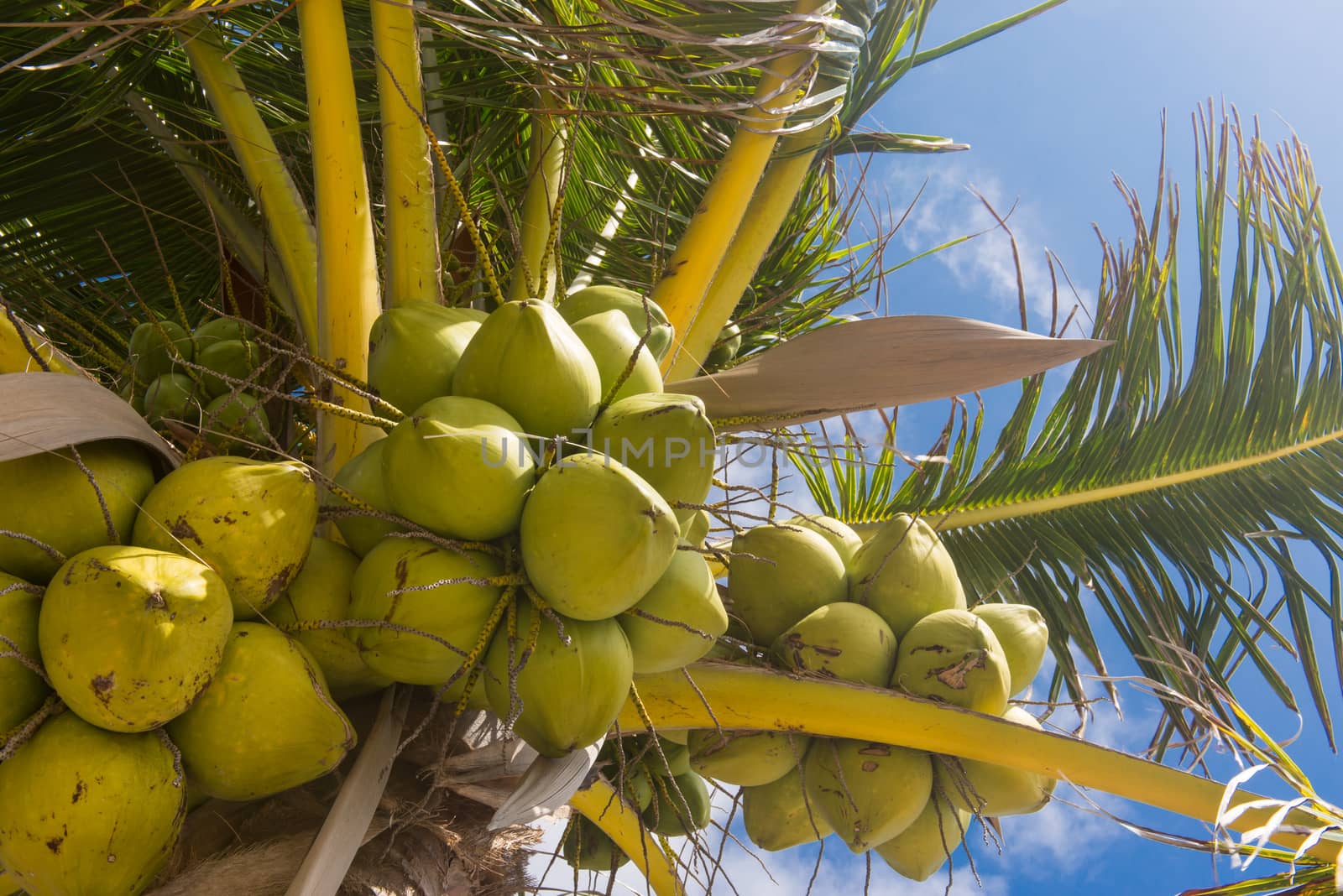 Fresh coconut on the tree, coconut cluster on coconut palm tree on blue sky.