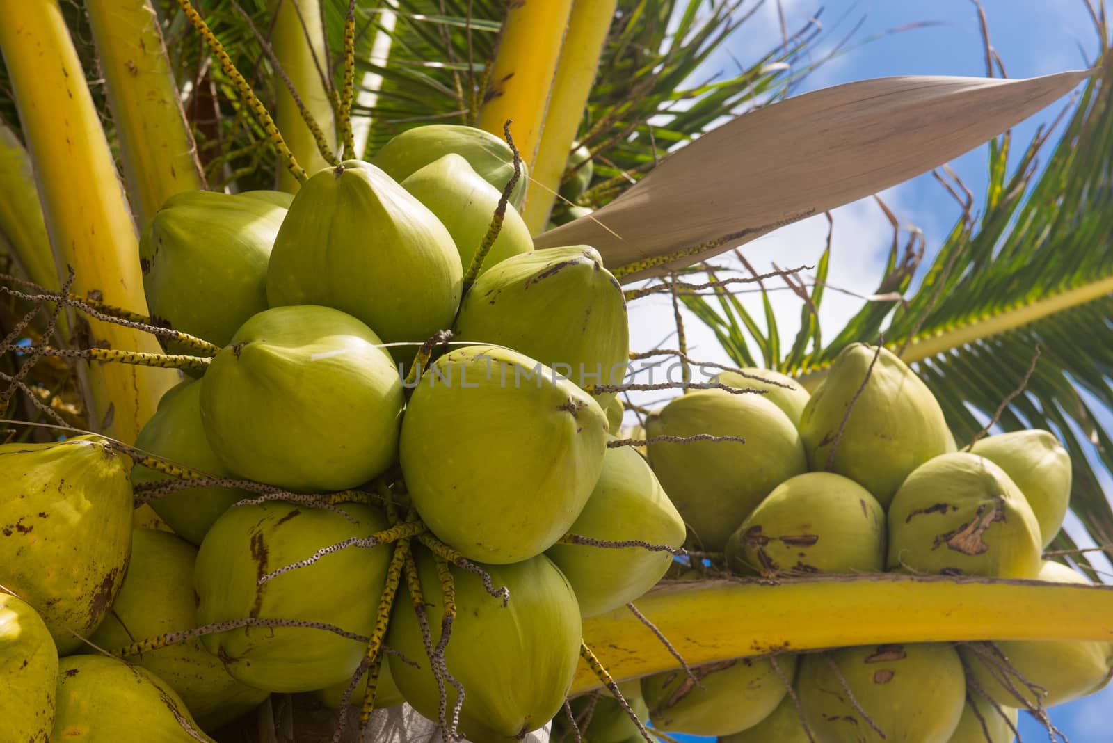 Fresh coconut on the tree, coconut cluster on coconut palm tree on blue sky.