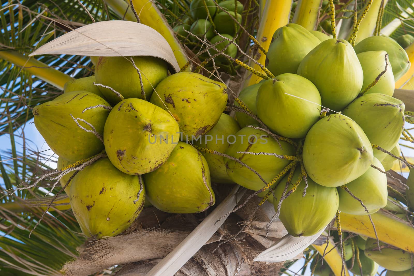 Fresh coconut on the tree, coconut cluster on coconut palm tree on blue sky.