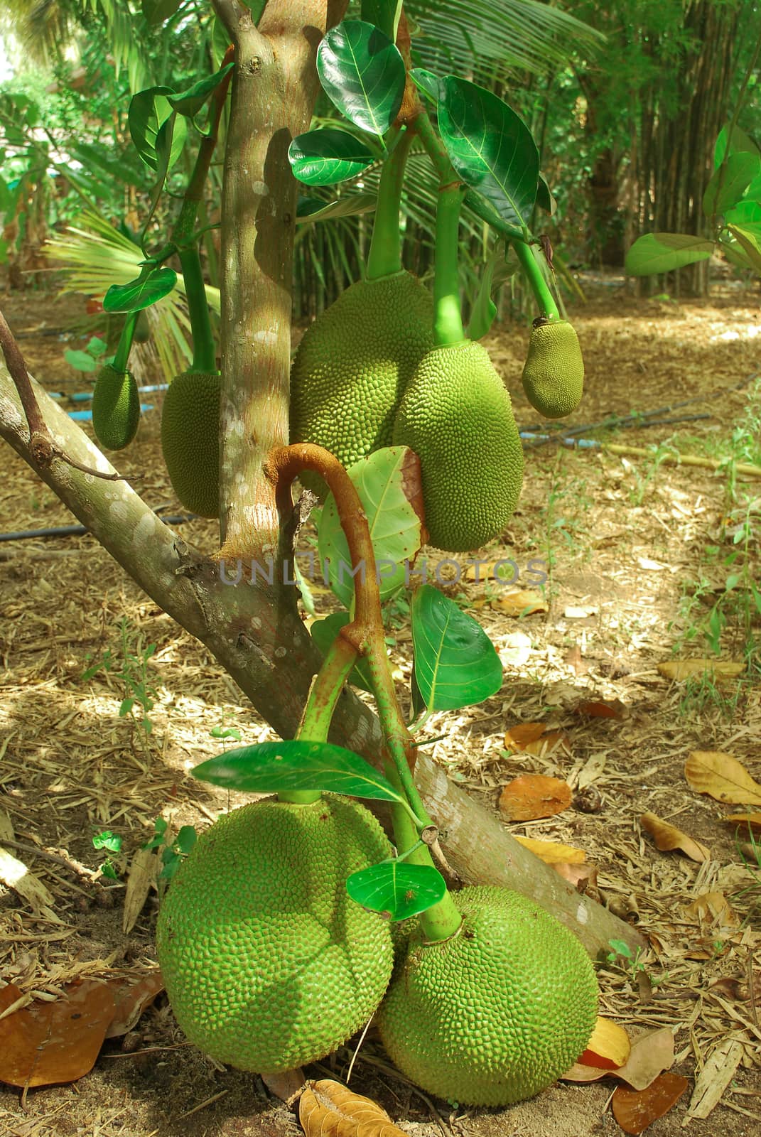The jackfruit tree of this species of Thailand is very productive.