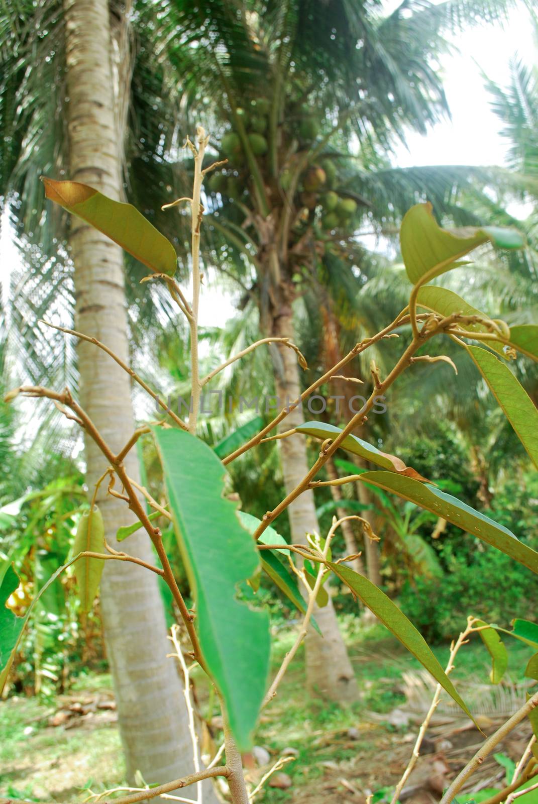 Durian leaves are diseased, durian trees start to grow new.