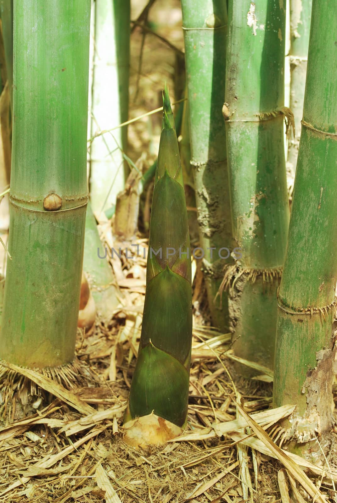 Thai bamboo grove is a farmer's career.