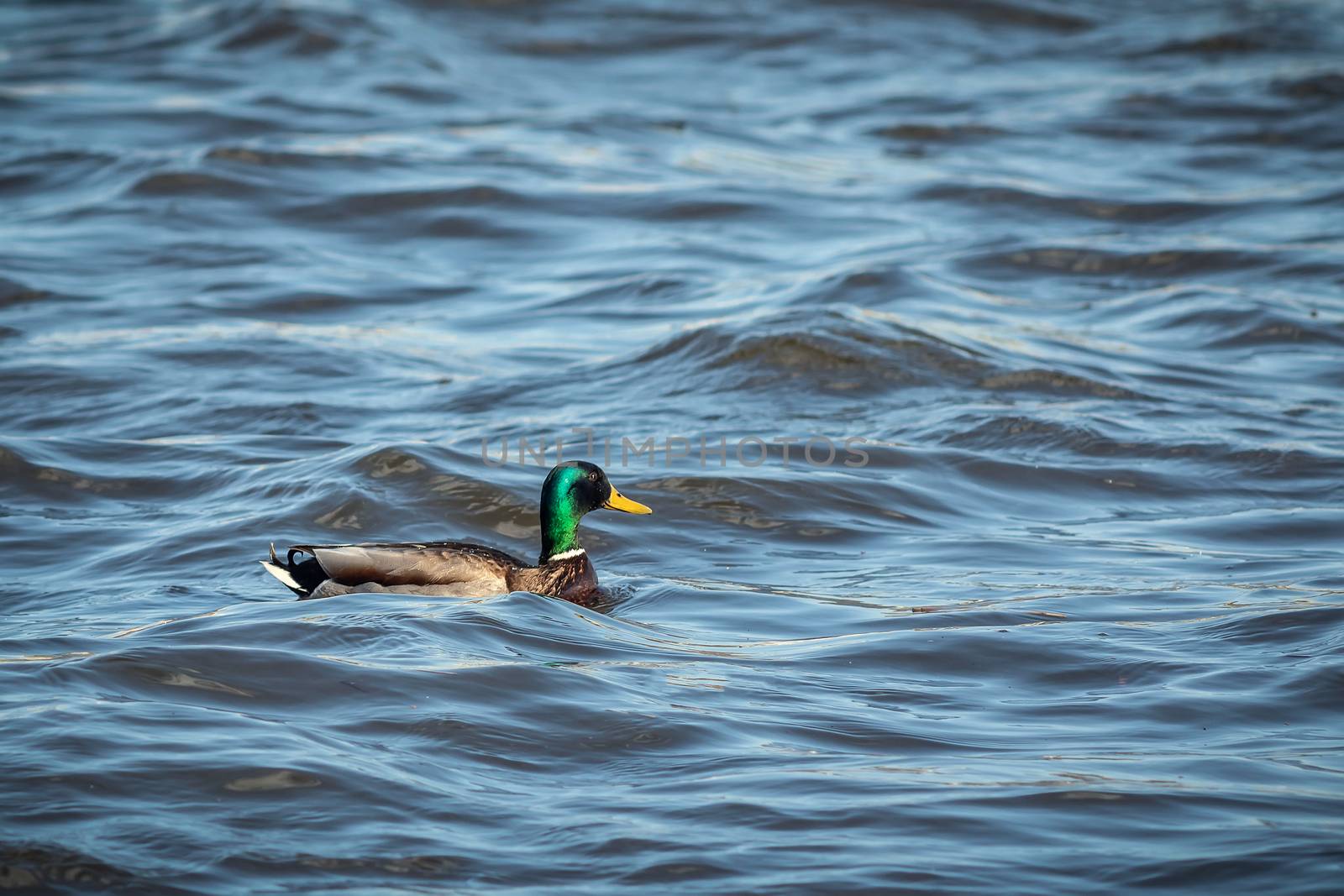 ducks swimming along the river in the wild