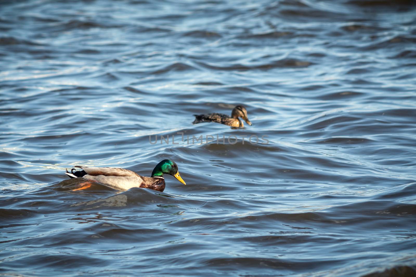 ducks swimming along the river in the wild