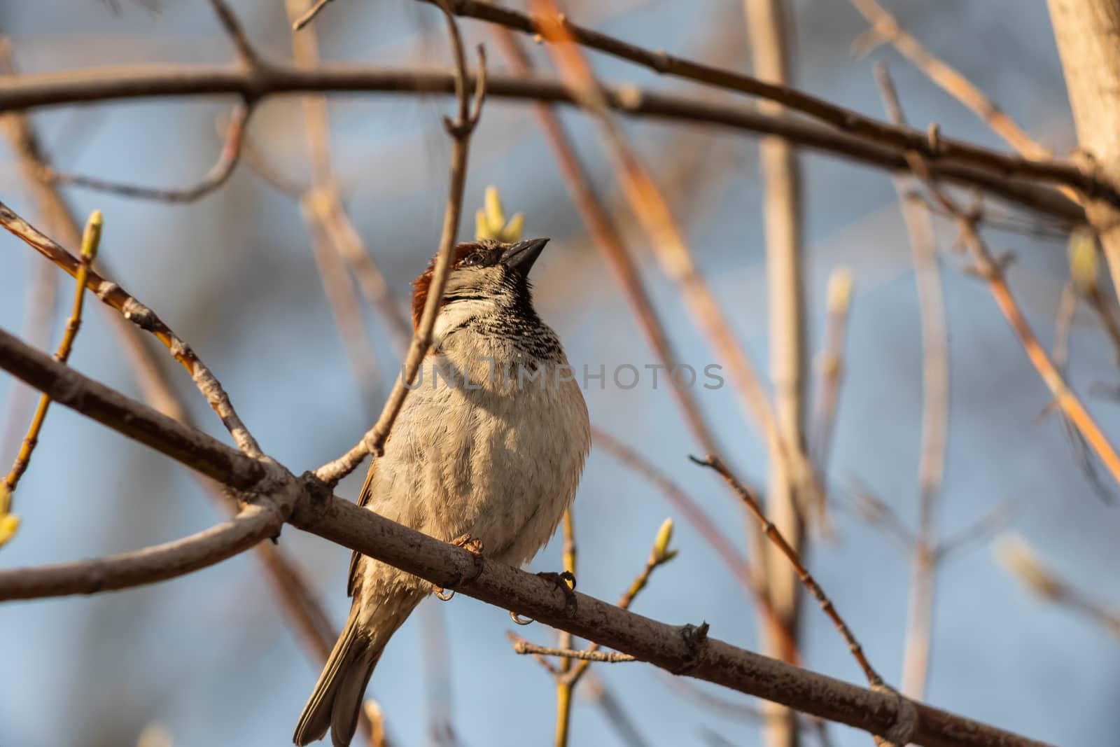 Sparrow bird sitting on tree branch. Bird wildlife scene.