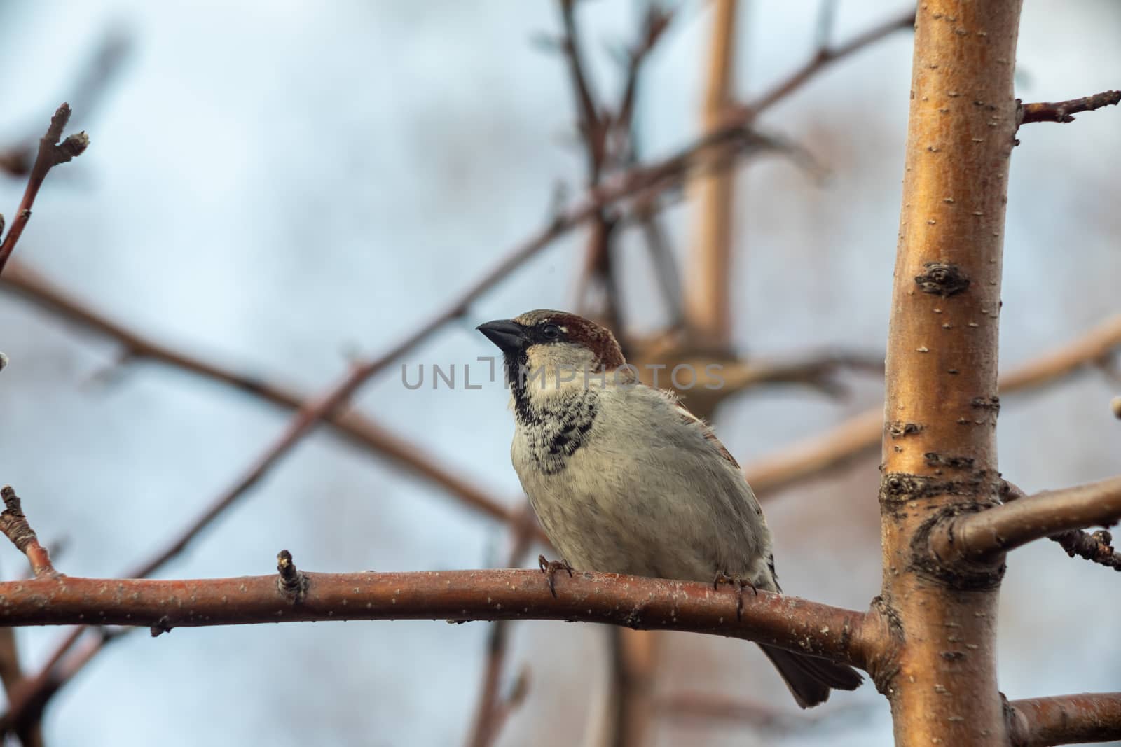 Sparrow bird sitting on tree branch. Bird wildlife scene.