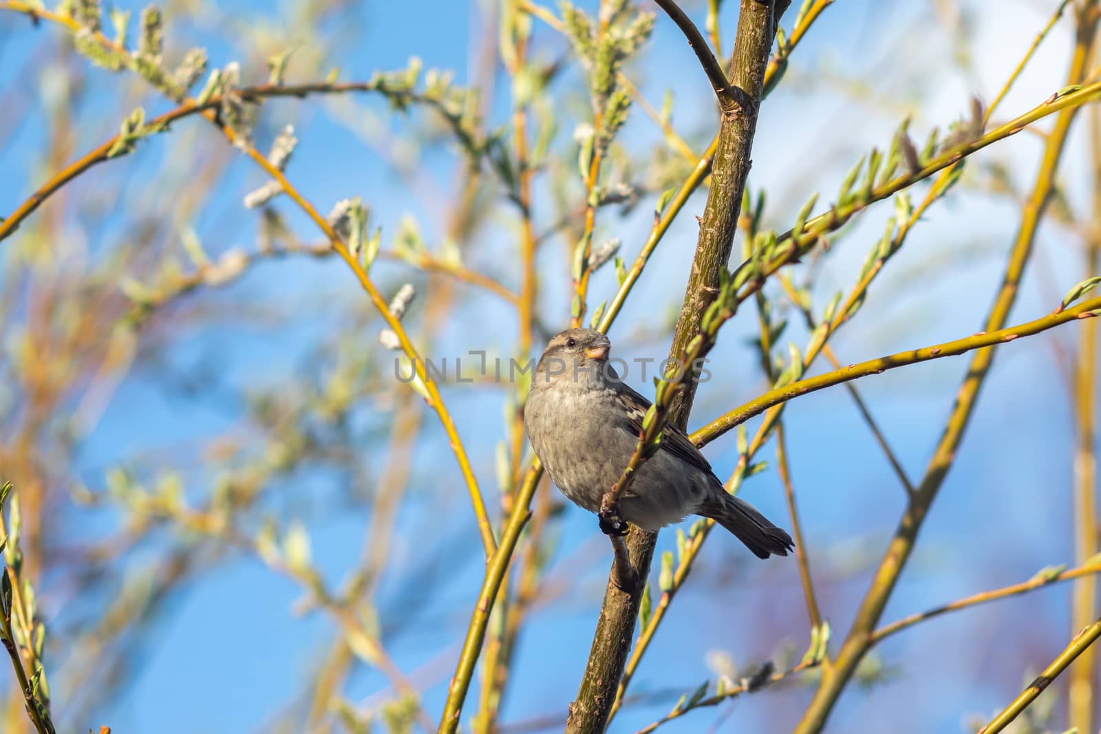 Sparrow bird sitting on tree branch. Bird wildlife scene.