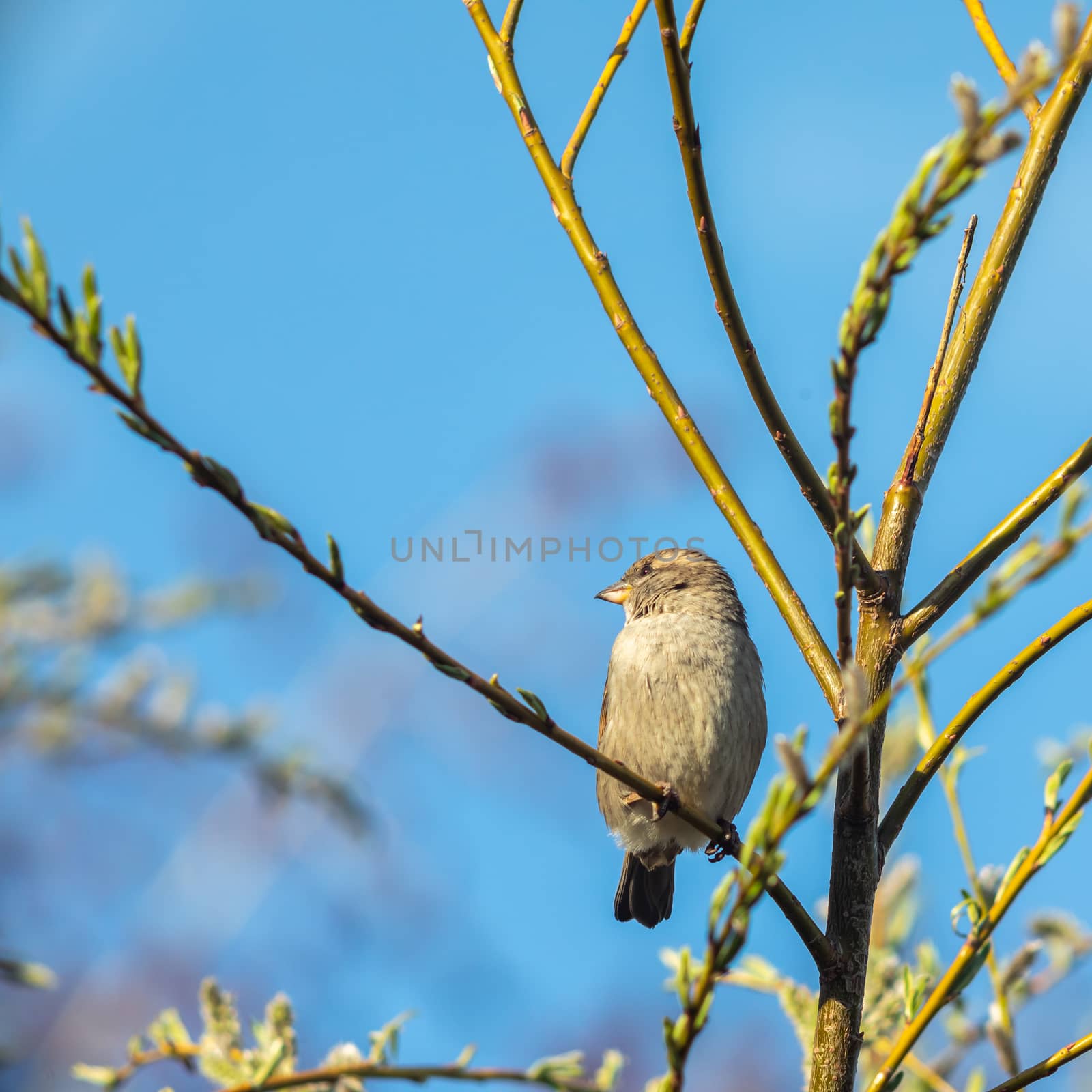 Sparrow bird sitting on tree branch. Bird wildlife scene.