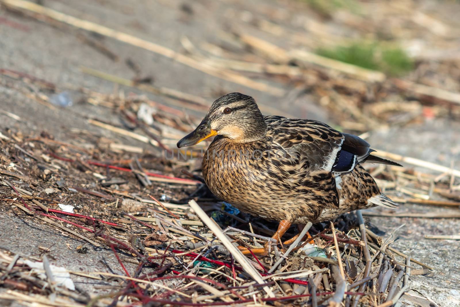 A brown duck stands along the shore by sveter