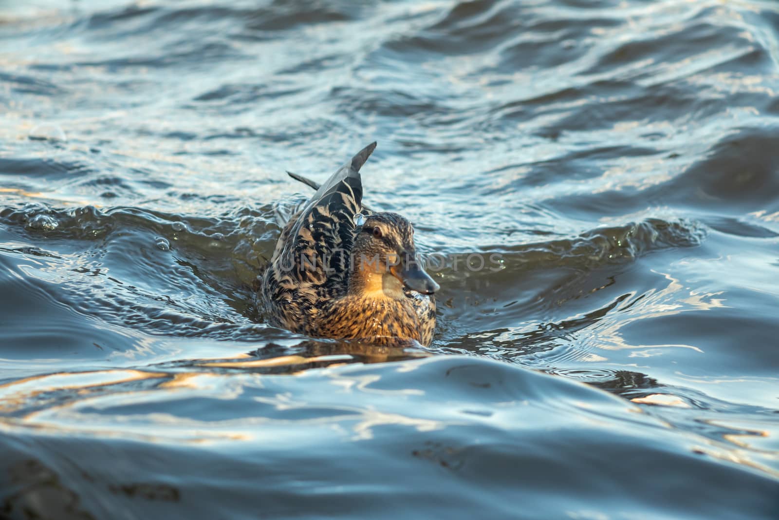 ducks swimming along the river in the wild