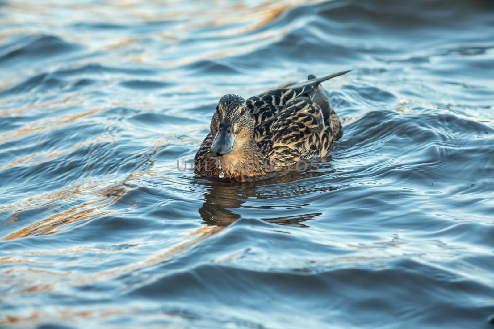 ducks swimming along the river in the wild