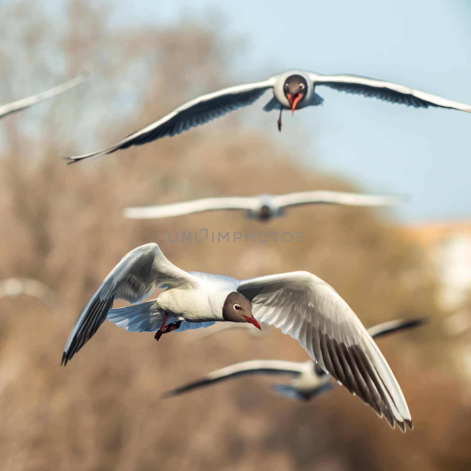 A black and white gull is flying by sveter