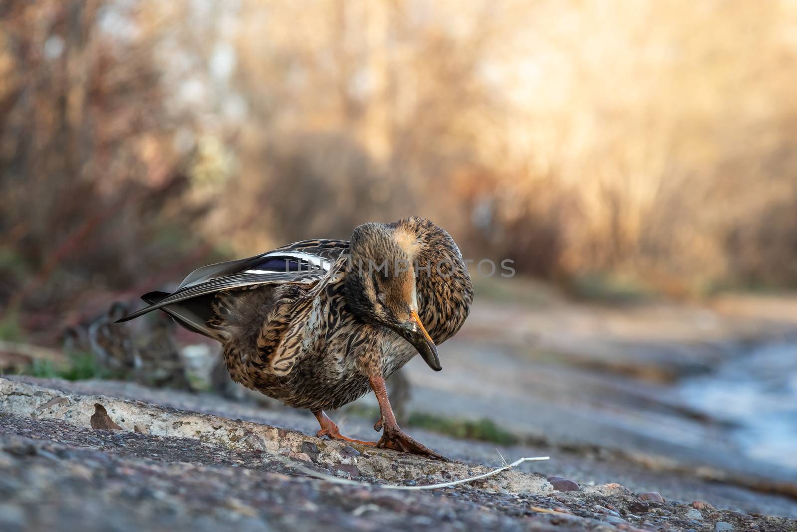 A brown duck stands along the shore by sveter