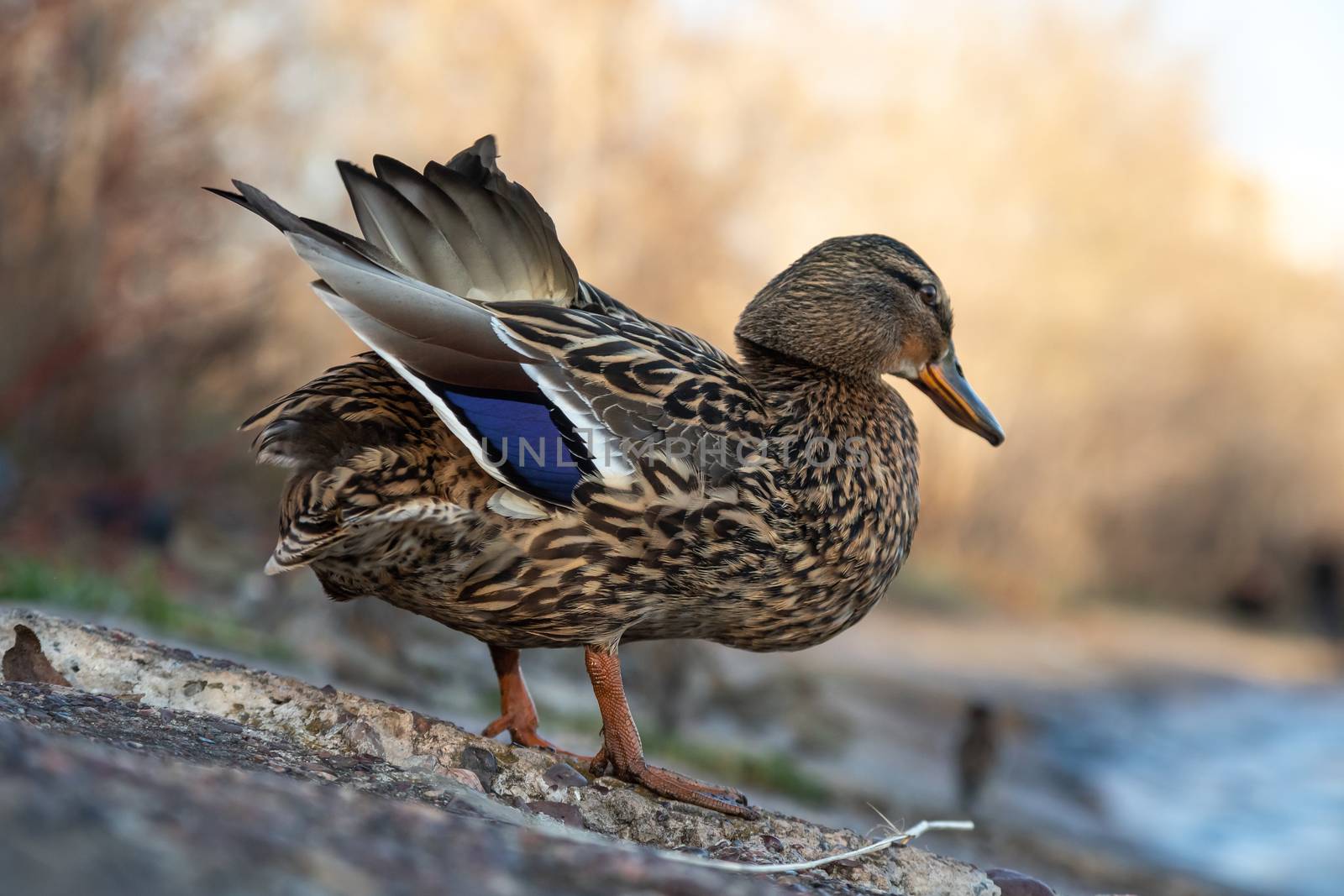 A brown duck stands along the shore by sveter