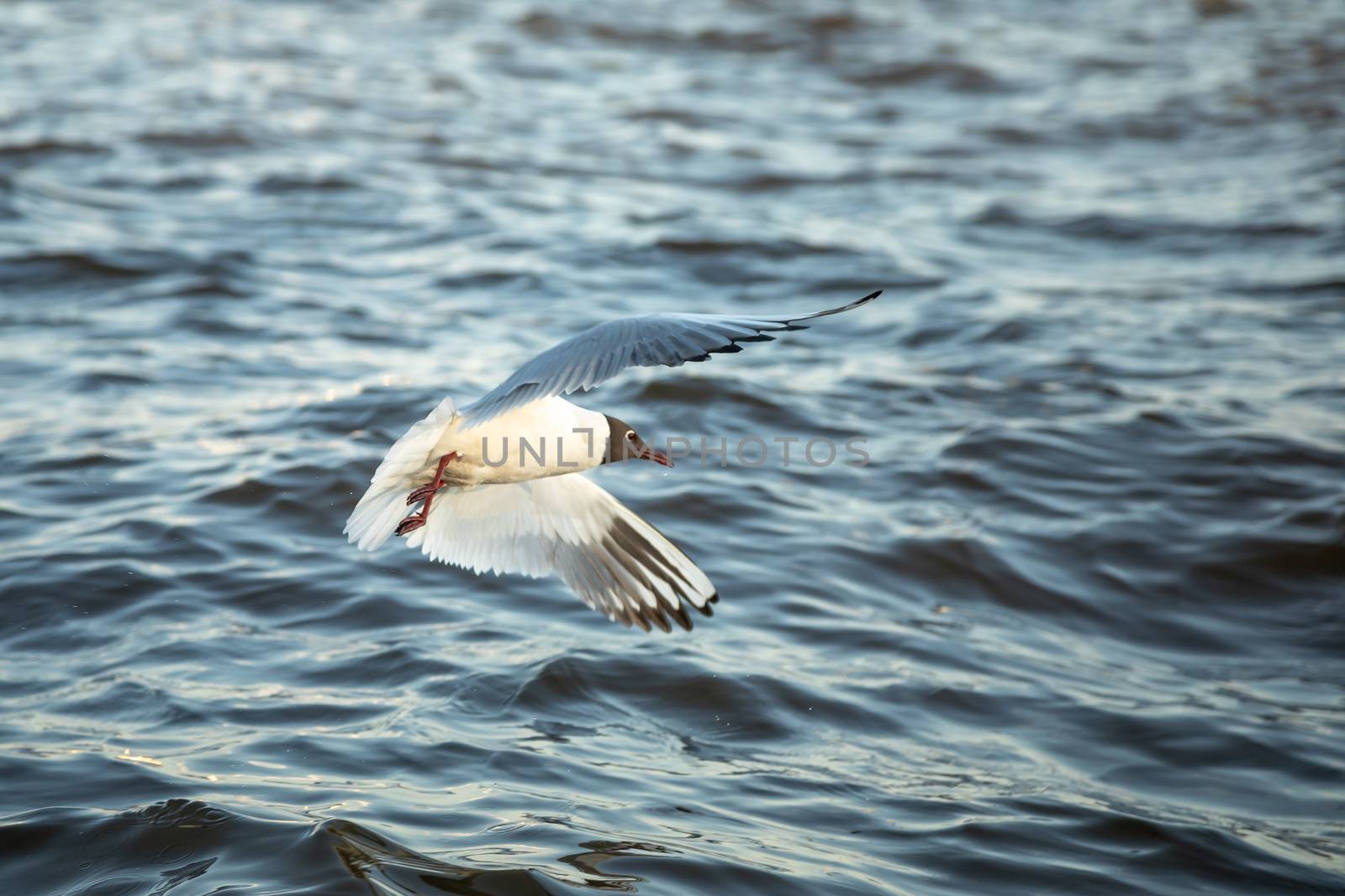 The waterfowl seagull flies and the water surface sits down.