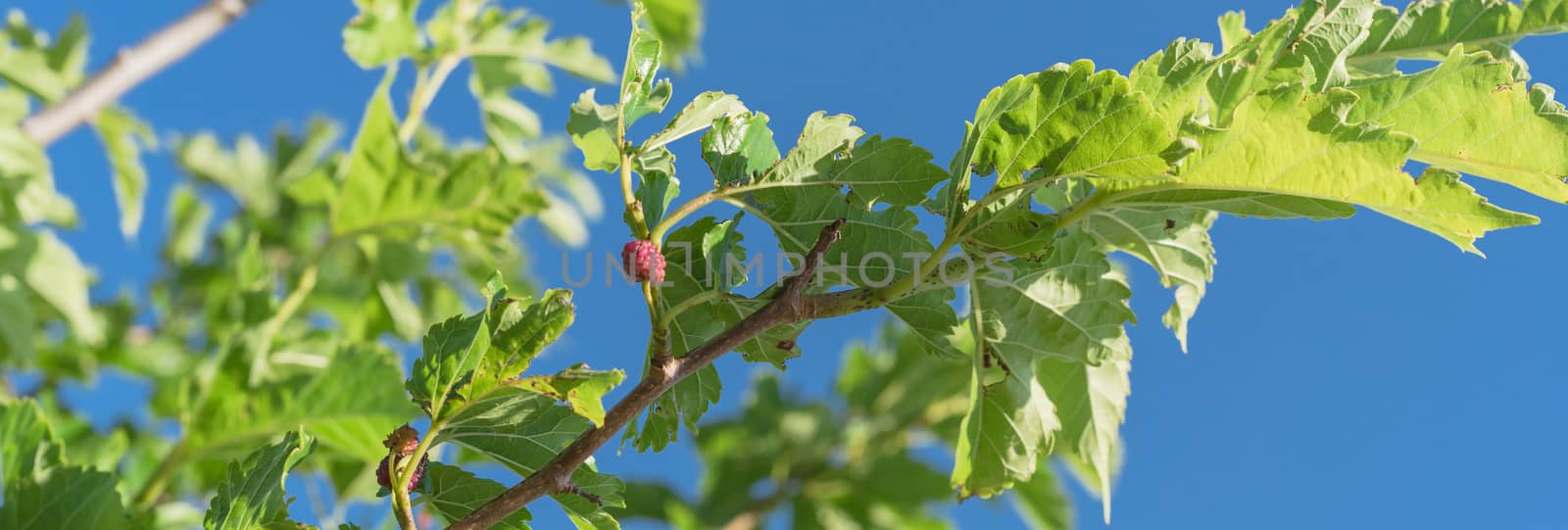 Panorama close-up view of sweet black mulberry morus nigra growing on tree branches near Dallas, Texas, America. Mulberries fruits ready to pickup in May harvest season
