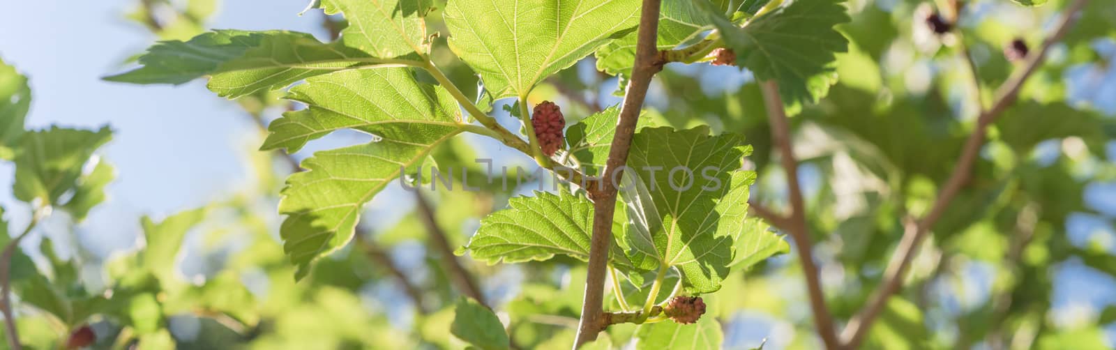 Panoramic ripe mulberry fruits on tree ready to harvest in Texas, USA by trongnguyen