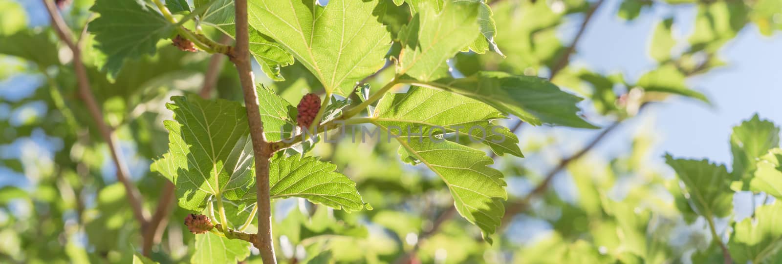 Panoramic ripe mulberry fruits on tree ready to harvest in Texas, USA by trongnguyen