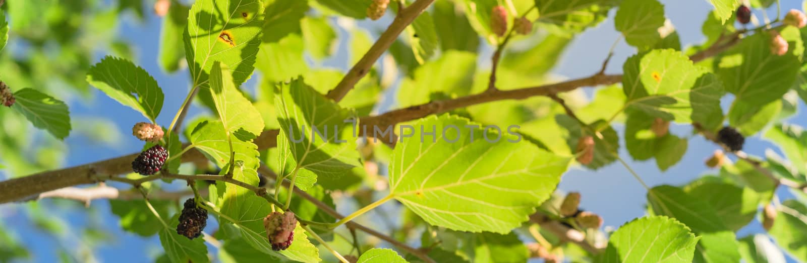 Panoramic ripe mulberry fruits on tree ready to harvest in Texas, USA by trongnguyen