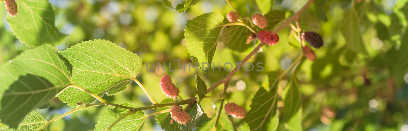 Panoramic ripe mulberry fruits on tree ready to harvest in Texas, USA by trongnguyen