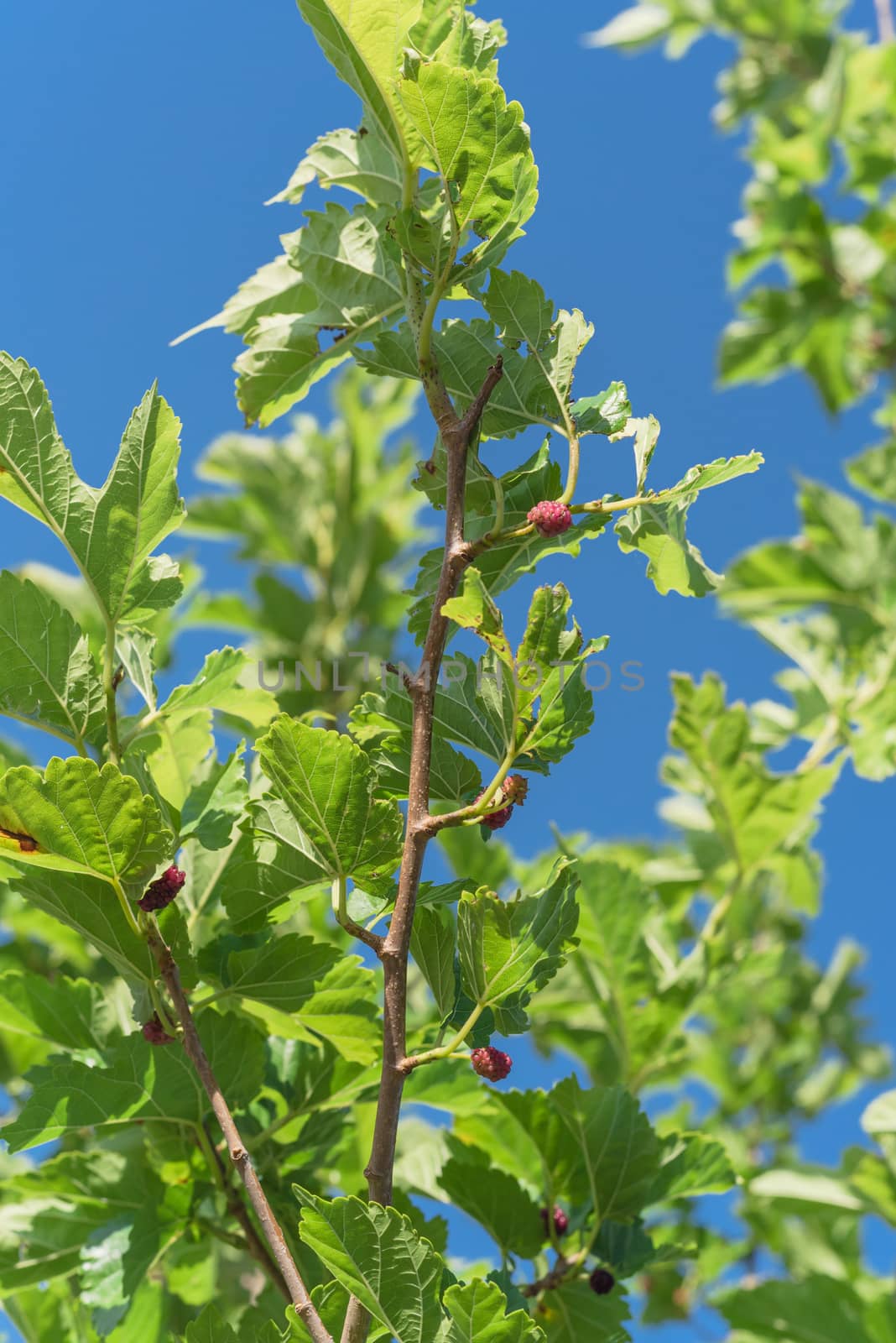 Close-up view of sweet black mulberry morus nigra growing on tree branches near Dallas, Texas, America. Mulberries fruits ready to pickup in May harvest season