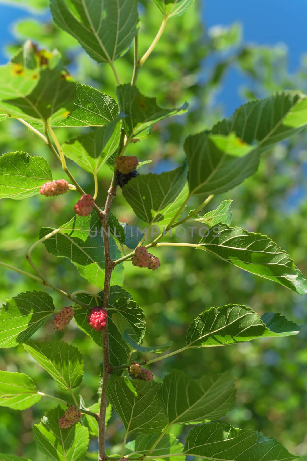 Close-up view of sweet black mulberry morus nigra growing on tree branches near Dallas, Texas, America. Mulberries fruits ready to pickup in May harvest season